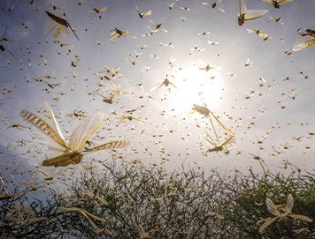 Save God's People From Locust Swarms